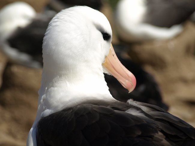 ../../Pictures/241209/060 blackbrowded Albatross.JPG